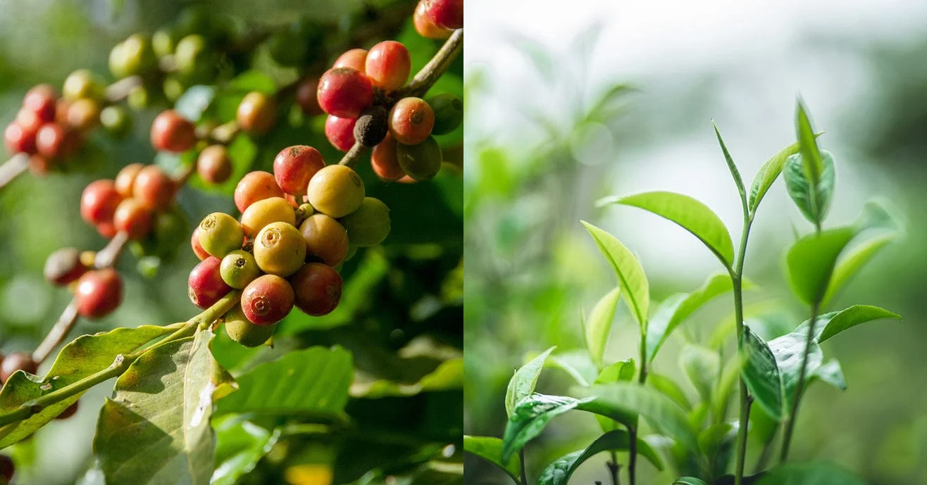 Tea / Coffee