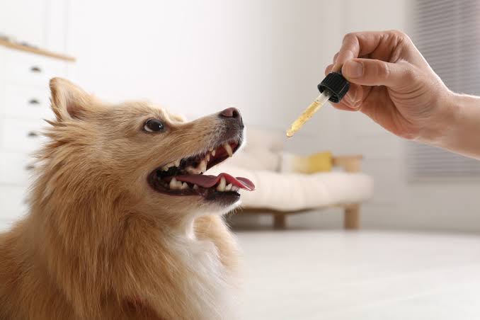 Pet Animals