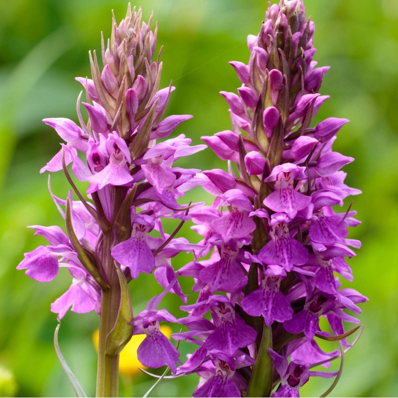 Dactylorhiza / Salep Orchid