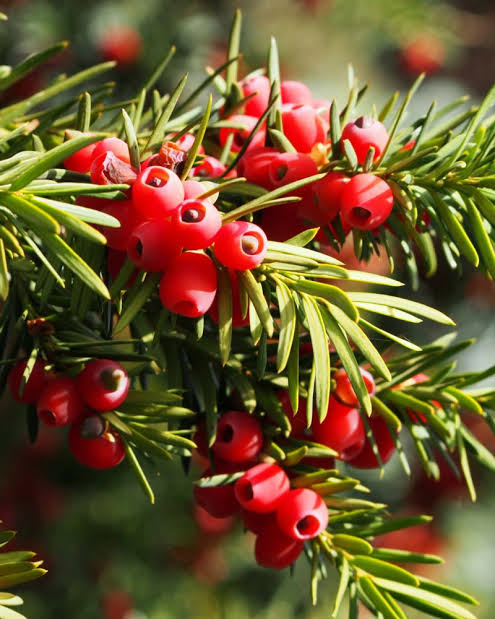 Himalayan Yew
